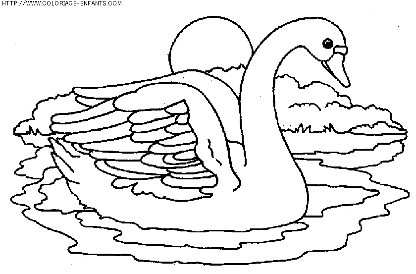 coloriage animaux cygnes