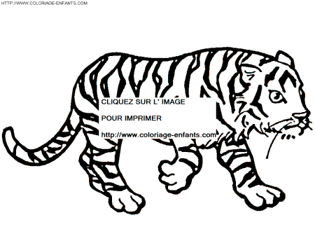 coloriage tigre 1er dessin enfant