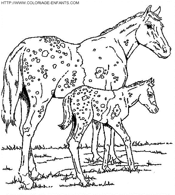 coloriage cheval indien