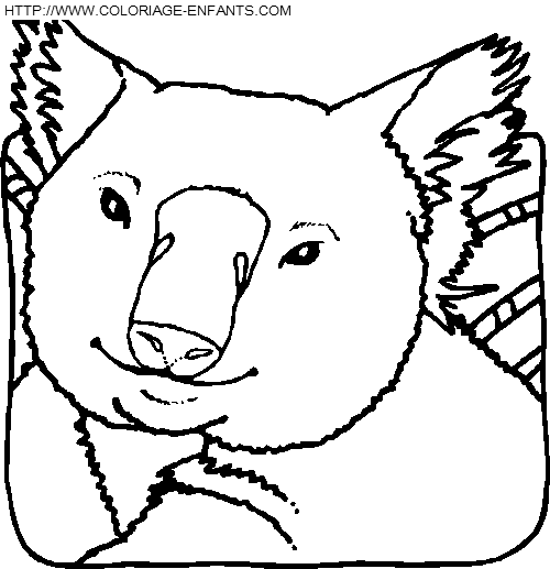 coloriage koalas