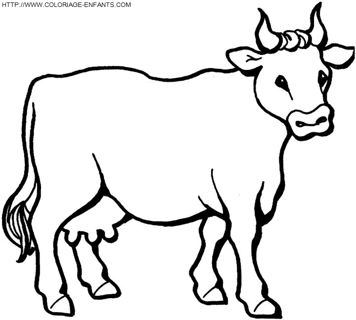 coloriage vaches